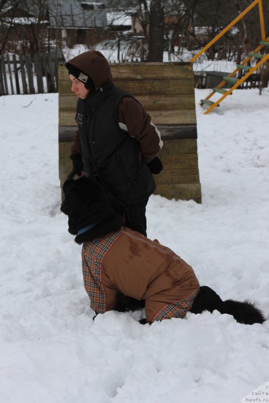 Фото: Aleksandra Fetisova (Александра Фетисова), ньюфаундленд Beguschaya po Volnam Foget Mi Not (Бегущая по Волнам Фогет Ми Нот)