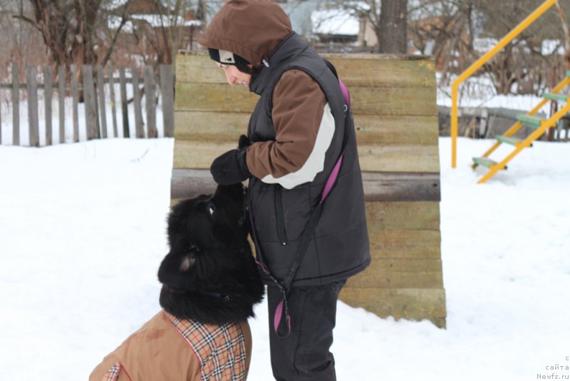 Фото: Aleksandra Fetisova (Александра Фетисова), ньюфаундленд Beguschaya po Volnam Foget Mi Not (Бегущая по Волнам Фогет Ми Нот)