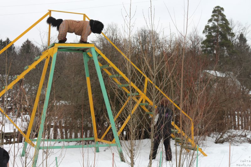 Фото: ньюфаундленд Beguschaya po Volnam Foget Mi Not (Бегущая по Волнам Фогет Ми Нот), Aleksandra Fetisova (Александра Фетисова)