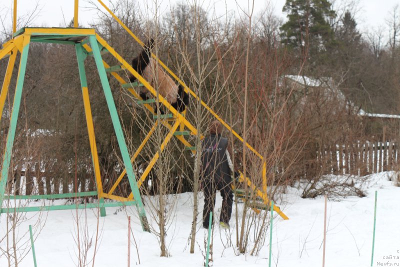 Фото: ньюфаундленд Beguschaya po Volnam Foget Mi Not (Бегущая по Волнам Фогет Ми Нот), Aleksandra Fetisova (Александра Фетисова)