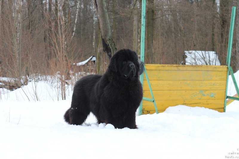 Фото: ньюфаундленд Ermak s Berega Dona (Ермак с Берега Дона)