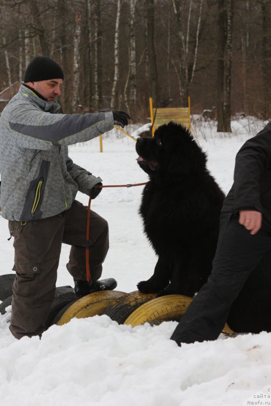 Фото: ньюфаундленд Ermak s Berega Dona (Ермак с Берега Дона)