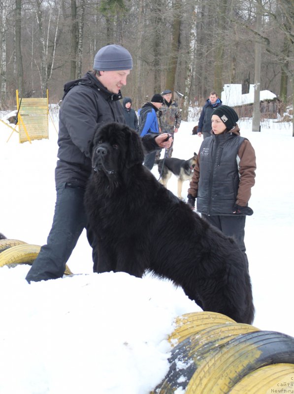 Фото: ньюфаундленд Egor s Berega Dona (Егор с Берега Дона)