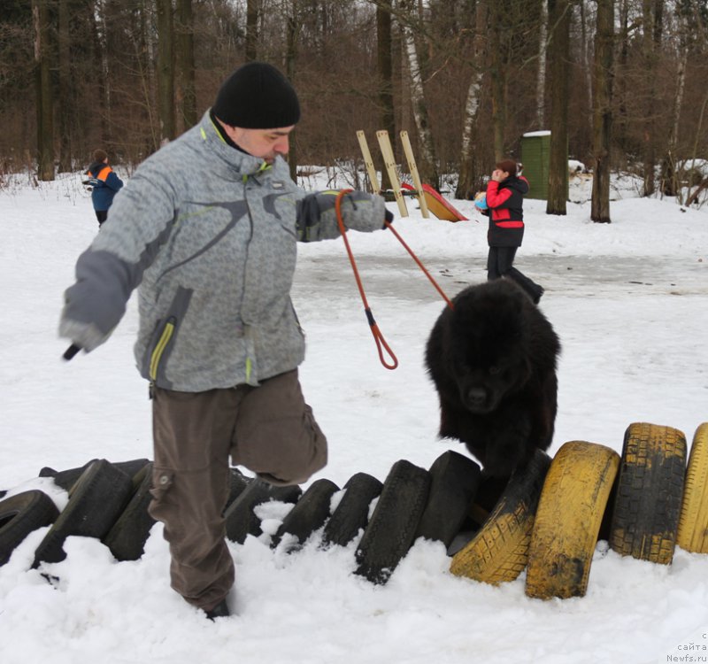 Фото: ньюфаундленд Ermak s Berega Dona (Ермак с Берега Дона)