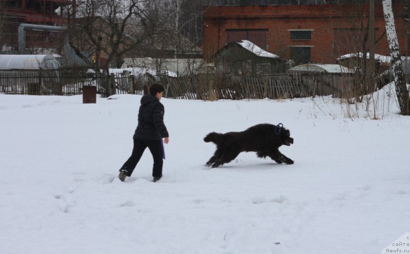 Фото: ньюфаундленд Angel Khranitel Gruffidd (Ангел Хранитель Граффидд)