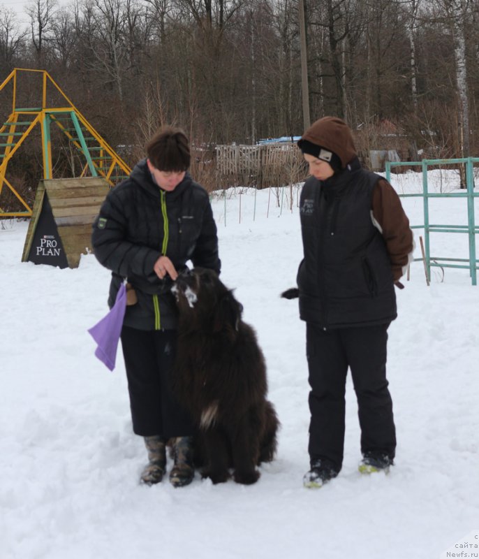 Фото: Elena Bogdanova (Елена Богданова), ньюфаундленд Angel Khranitel Gruffidd (Ангел Хранитель Граффидд)
