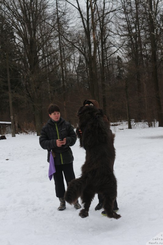 Фото: Elena Bogdanova (Елена Богданова), ньюфаундленд Angel Khranitel Gruffidd (Ангел Хранитель Граффидд)