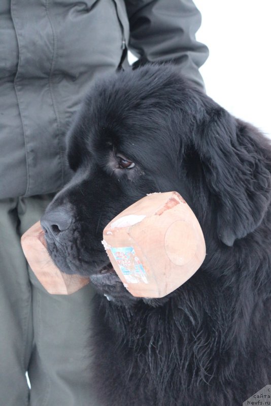 Фото: Конан