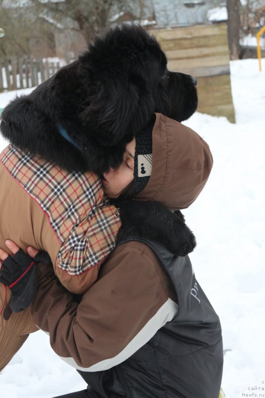 Фото: Aleksandra Fetisova (Александра Фетисова), ньюфаундленд Beguschaya po Volnam Foget Mi Not (Бегущая по Волнам Фогет Ми Нот)