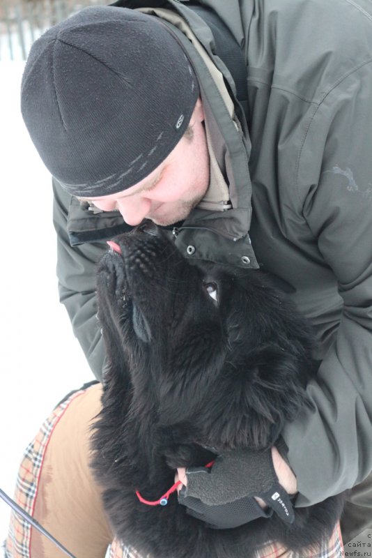 Фото: Aleksandr Ponomaryov (Александр Пономарёв), ньюфаундленд Beguschaya po Volnam Foget Mi Not (Бегущая по Волнам Фогет Ми Нот)