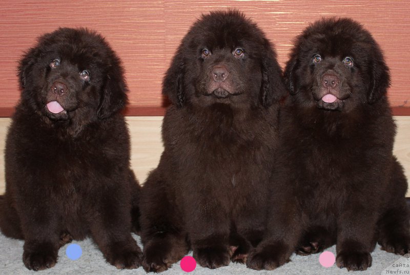 Фото: ньюфаундленд Braunblad MSK Stella Sofi (Браунблад МСК Стелла Софи), ньюфаундленд Brownblood MSK Sabina Ester (Браунблад МСК Сабина Эстер), ньюфаундленд Braunblad MSK Sevara Reyn (Браунблад МСК Севара Рейн)