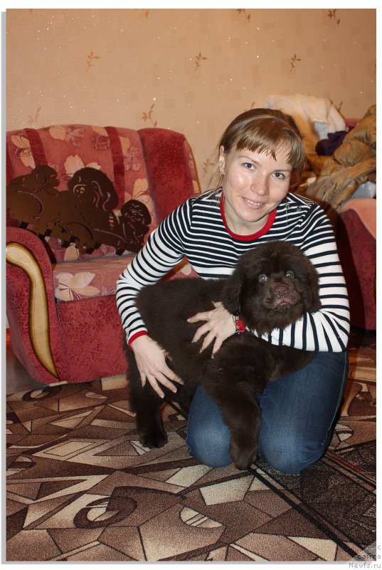 Фото: ньюфаундленд Braunblad MSK Sevara Reyn (Браунблад МСК Севара Рейн)