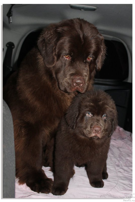 Фото: ньюфаундленд Naomi Tagoliri for Brouwnblood (Наоми Таголири фор Браунблад), ньюфаундленд Braunblad MSK Sevara Reyn (Браунблад МСК Севара Рейн)