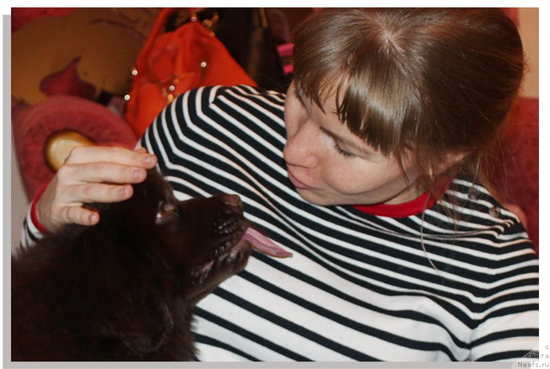 Фото: ньюфаундленд Braunblad MSK Sevara Reyn (Браунблад МСК Севара Рейн)