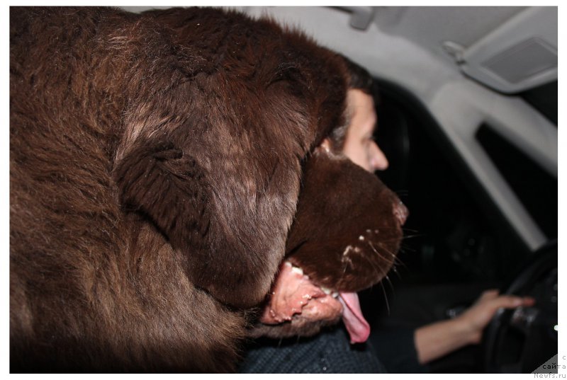 Фото: ньюфаундленд Naomi Tagoliri for Brouwnblood (Наоми Таголири фор Браунблад)