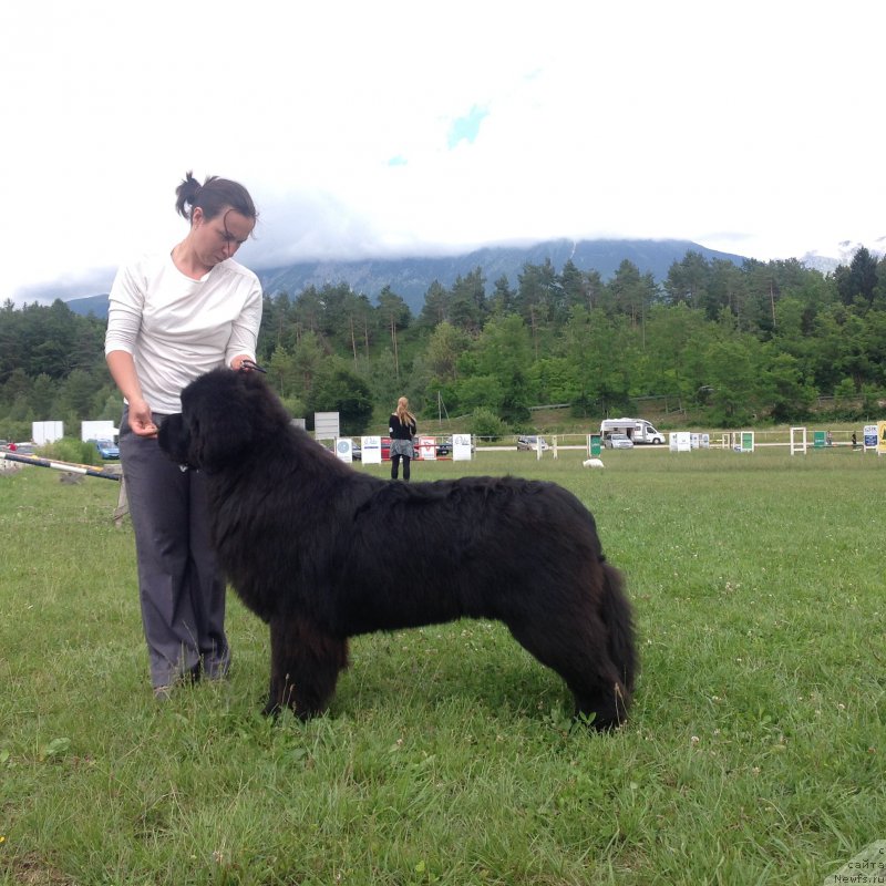 Фото: Aleksandra Fetisova (Александра Фетисова), ньюфаундленд Aquatoriya Kelvin Yuventus (Акватория Келвин Ювентус)