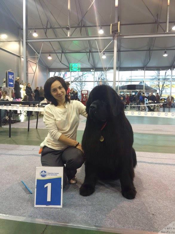 Фото: Aleksandra Fetisova (Александра Фетисова), ньюфаундленд Aquatoriya Kelvin Yuventus (Акватория Келвин Ювентус)