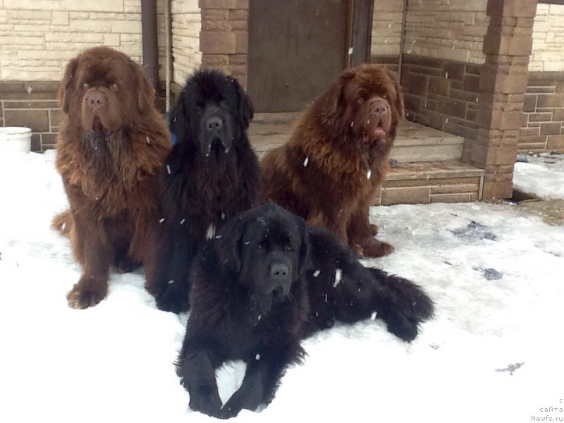 Фото: ньюфаундленд Charli The Best Helfi Pel (Чарли Де Бест Хелфи Пэл), ньюфаундленд Mercedes Vialiki Miadzvedz (Мерседес Вялiкi Мядзведзь), ньюфаундленд Charmer Denkam Bronze (Чармер Денкам Бронз), ньюфаундленд Brownblood MSK Harricane Higgins (Браунблад МСК Харрикейн Хиггенс)