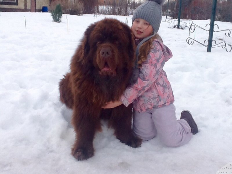 Фото: ньюфаундленд Charmer Denkam Bronze (Чармер Денкам Бронз)