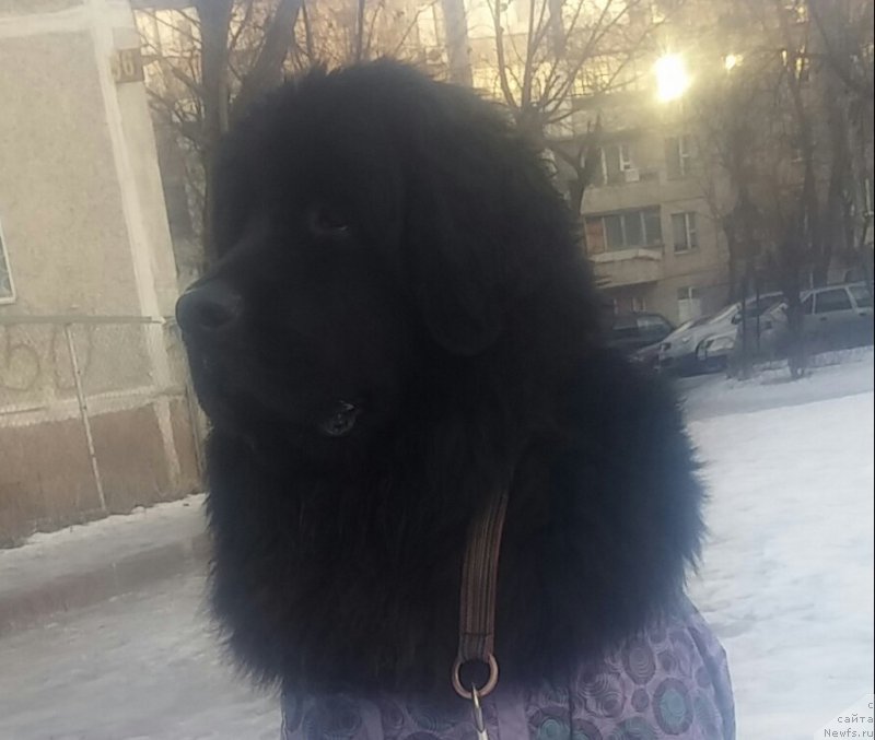 Фото: ньюфаундленд N'yufort Divnaya Diana (Ньюфорт Дивная Диана), ньюфаундленд N'yufort Divnaya Diana (Ньюфорт Дивная Диана)