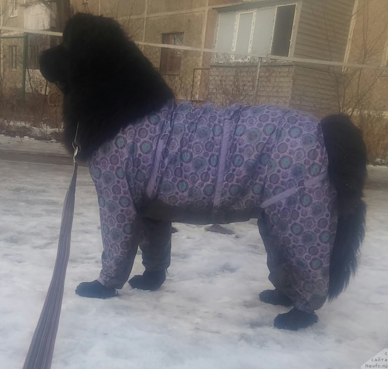 Фото: ньюфаундленд N'yufort Divnaya Diana (Ньюфорт Дивная Диана), ньюфаундленд N'yufort Divnaya Diana (Ньюфорт Дивная Диана)