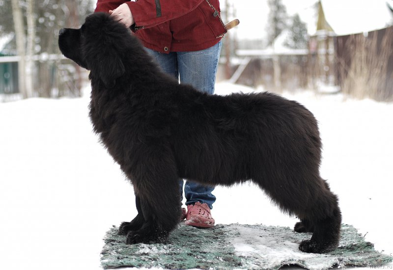 Фотография № 201071