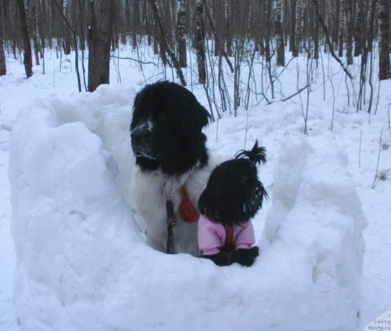 Фото: ньюфаундленд Sent Djons Isida (Сент Джонс Исида)