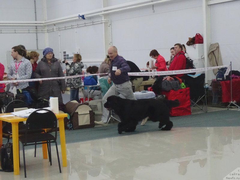 Фото: ньюфаундленд Mnogolikaya Boginya Manifik (Многоликая Богиня Манифик)