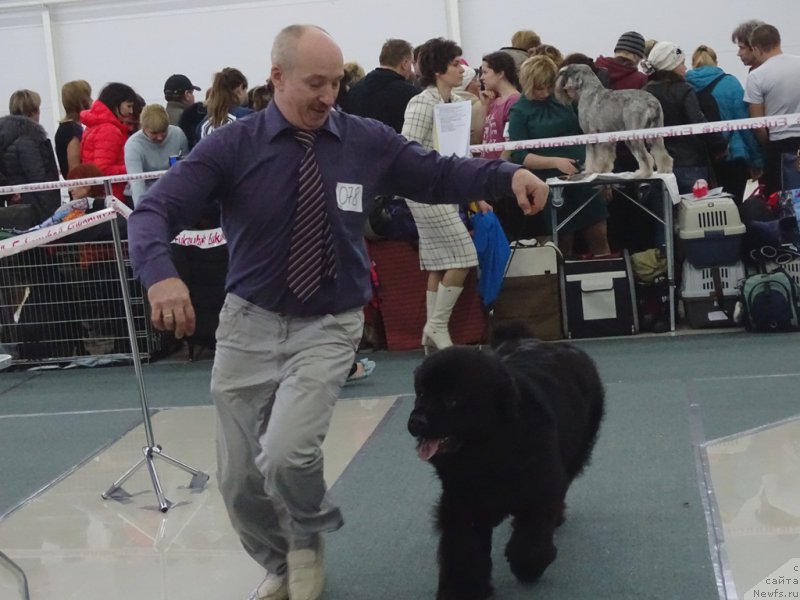 Фото: ньюфаундленд Mnogolikaya Boginya Manifik (Многоликая Богиня Манифик)