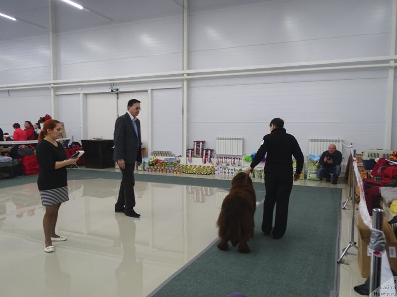 Фото: ньюфаундленд N'yufort Vivian (Ньюфорт Вивиан), Galiya Gizatullina (Галия Гизатуллина)