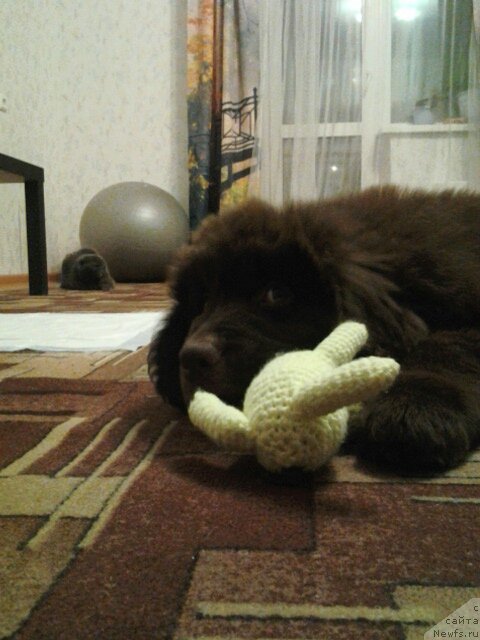 Фото: ньюфаундленд Braunblad MSK Saylas Soul Drim (Браунблад МСК Сайлас Соул Дрим)