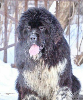 Фото: ньюфаундленд Everiya ot Sibirskogo Medvedya (Еверия от Сибирского Медведя)