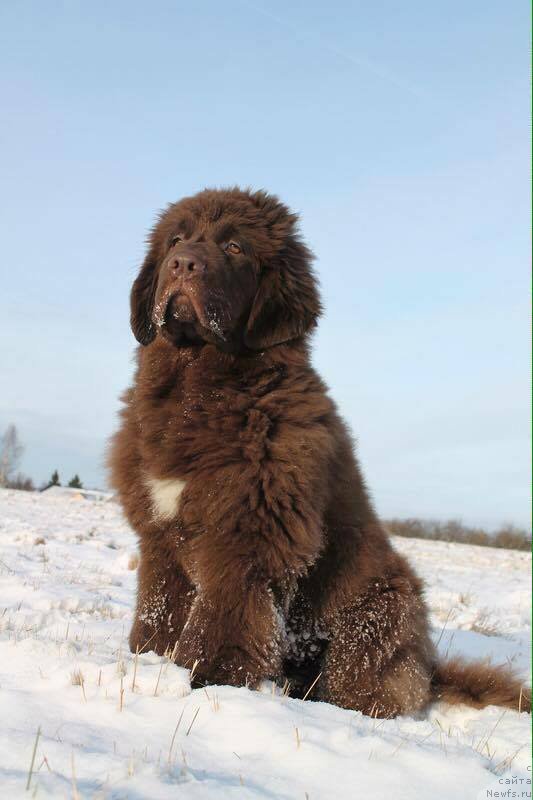 Фото: ньюфаундленд Funnewf Aqua-Marina (Фанньюф Аква-Марина)