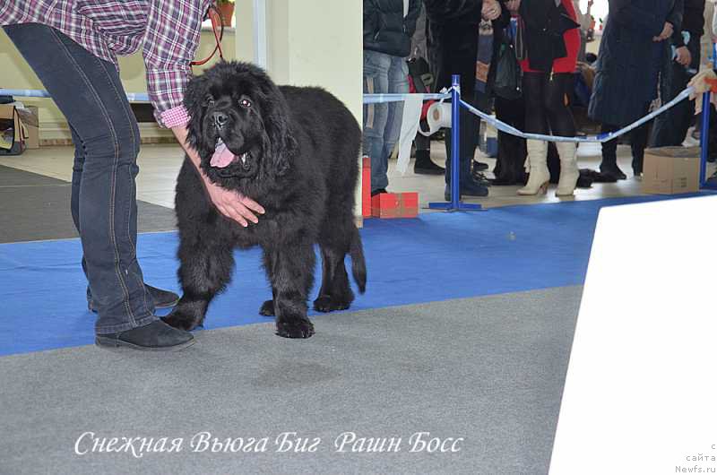 Фото: ньюфаундленд S'Nejnaya V'yuga Big Rashshen Boss (С'Нежная Вьюга Биг Рашшен Босс)