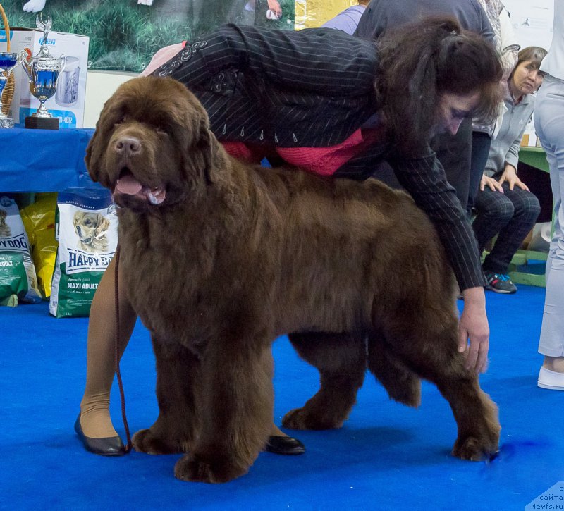 Фото: ньюфаундленд Plushevaya Panda Giorgio Beuerlu Hills (Плюшевая Панда Гиоргио Беуерлу Хиллс)