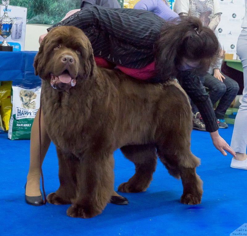 Фото: ньюфаундленд Plushevaya Panda Giorgio Beuerlu Hills (Плюшевая Панда Гиоргио Беуерлу Хиллс)