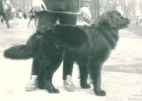 Фото: ньюфаундленд YAnyichar (Янычар)