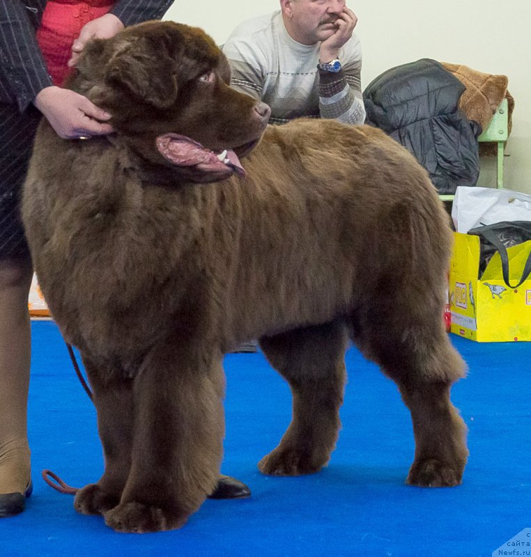 Фото: ньюфаундленд Plushevaya Panda Giorgio Beuerlu Hills (Плюшевая Панда Гиоргио Беуерлу Хиллс)