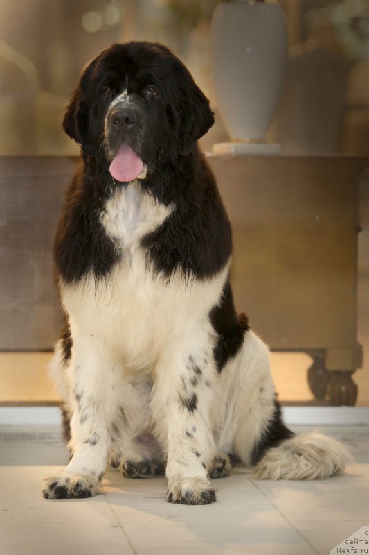 Фото: ньюфаундленд Piternyuf Banzay (Питерньюф Банзай)