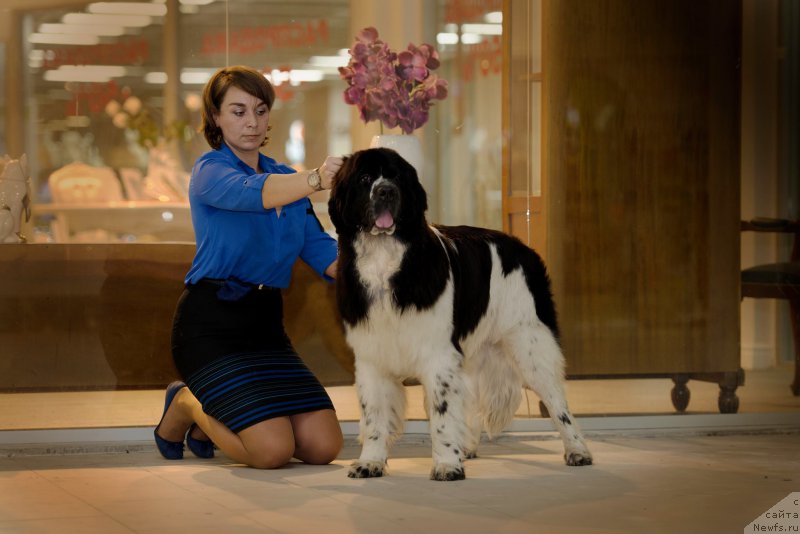 Фото: ньюфаундленд Piternyuf Banzay (Питерньюф Банзай)