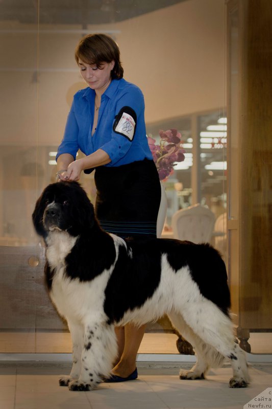 Фото: ньюфаундленд Piternyuf Banzay (Питерньюф Банзай)