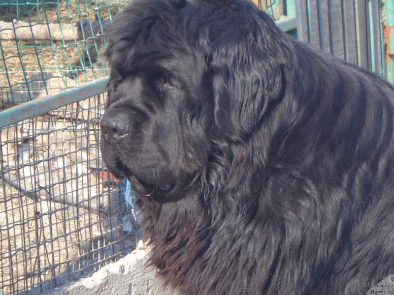 Фото: ньюфаундленд Super Premium Nao Del Trato (Супер Премиум Нао Дел Трато)