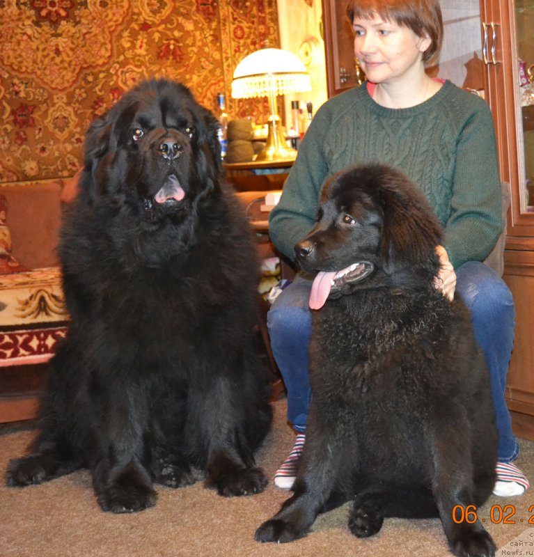Фото: ньюфаундленд CHernyiy Balu Zavetnaya Lyubov' (Черный Балу Заветная Любовь), ньюфаундленд Zhdanny Syn Vialiki Miadzvedz