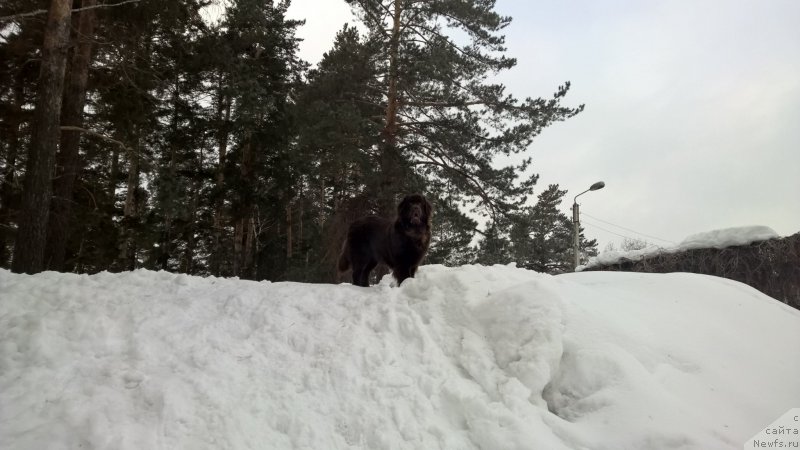 Фото: ньюфаундленд Brownblood MSK Zhanara Haya (Браунблад МСК Жанара Хайя)