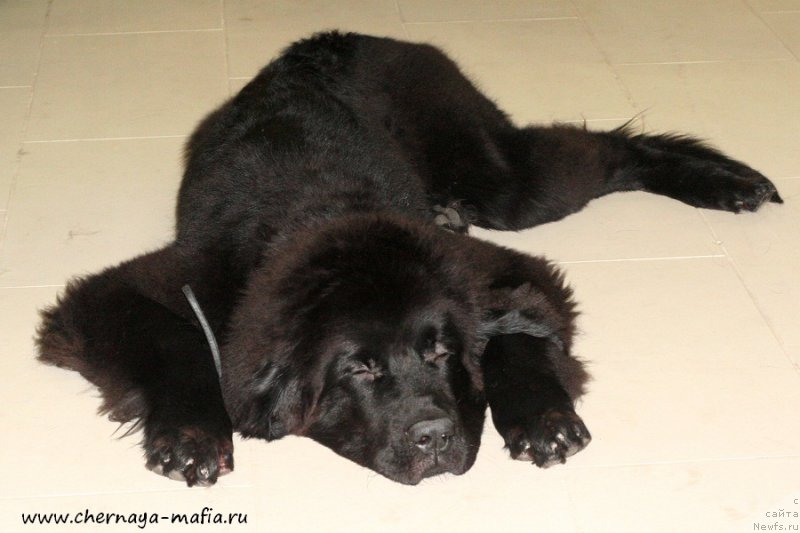 Фото: ньюфаундленд Chernaya Mafia Attractive Power (Черная Мафия Аттрактиве Повер)