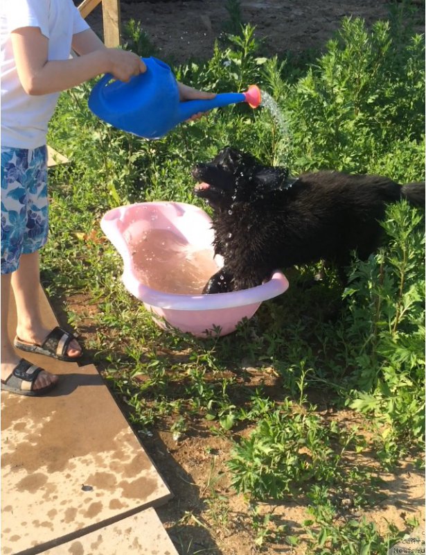 Фото: ньюфаундленд CHernyiy Balu Erofey (Черный Балу Ерофей)