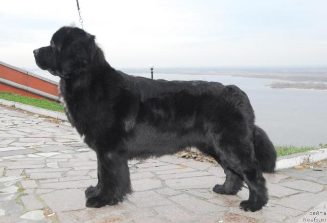 Фото: ньюфаундленд Sent Djons Zanna D'Ark (Сент Джонс Жанна Д'Арк)