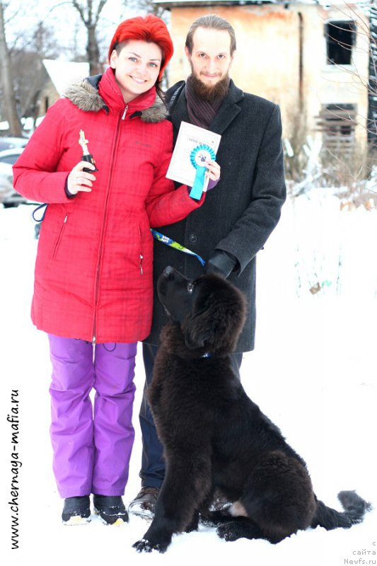 Фото: ньюфаундленд Chernaya Mafia Attractive Power (Черная Мафия Аттрактиве Повер), Ekaterina Poroshina (Екатерина Порошина)