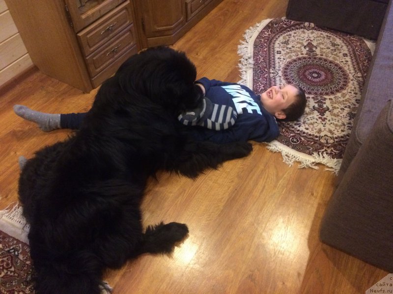 Фото: ньюфаундленд CHernyiy Balu Erofey (Черный Балу Ерофей)