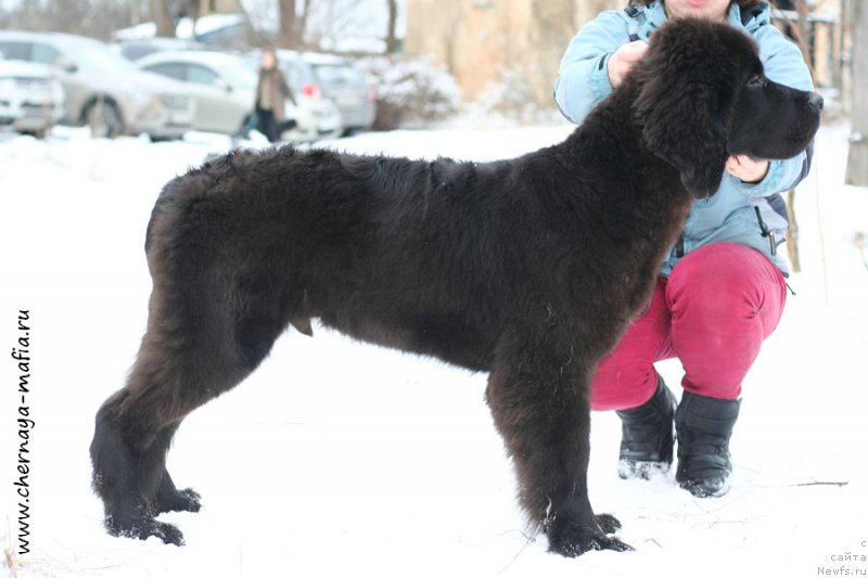 Фото: ньюфаундленд Chernaya Mafia Attractive Power (Черная Мафия Аттрактиве Повер)